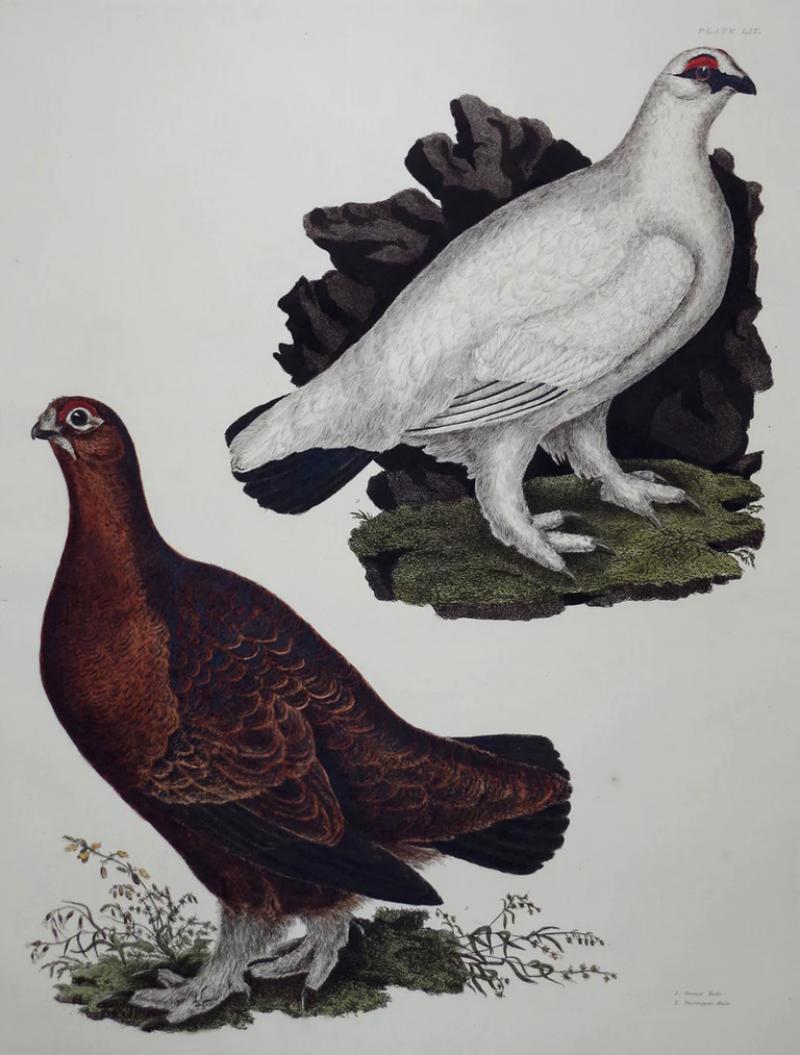  PRIDEAUX JOHN SELBY PRIDEAUX JOHN SELBY 1788 1867 GROUSE MALE PTARMIGAN MALE PLT LIX