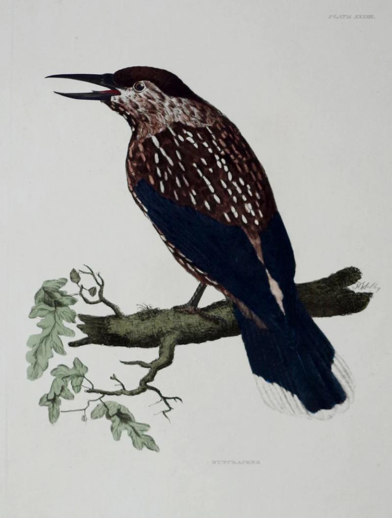  PRIDEAUX JOHN SELBY PRIDEAUX JOHN SELBY 1788 1867 NUTCRACKER PLT XXXIII