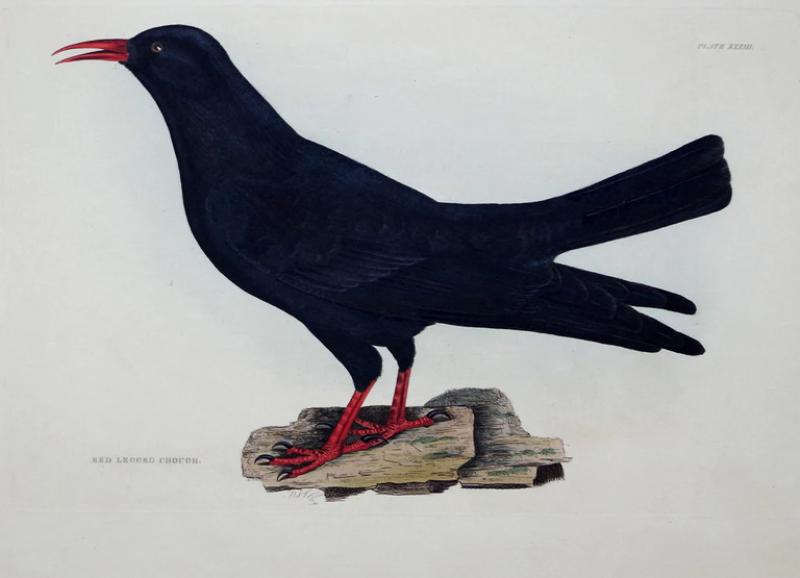  PRIDEAUX JOHN SELBY PRIDEAUX JOHN SELBY 1788 1867 RED LEGGED CHOUGH PLT XXXIII