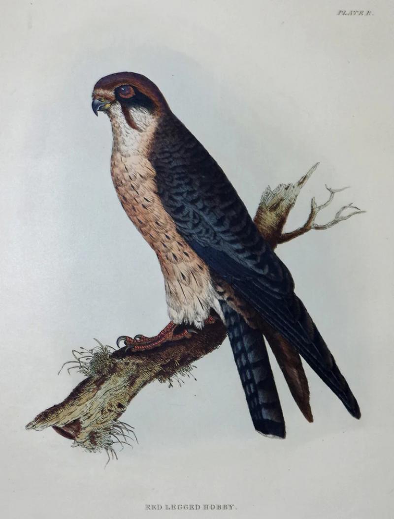  PRIDEAUX JOHN SELBY PRIDEAUX JOHN SELBY 1788 1867 RED LEGGED HOBBY PLT B