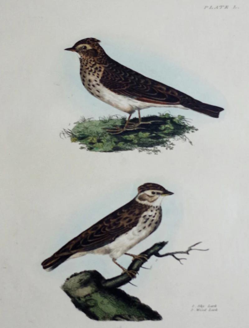 PRIDEAUX JOHN SELBY PRIDEAUX JOHN SELBY 1788 1867 SKY WOOD LARK PLT L