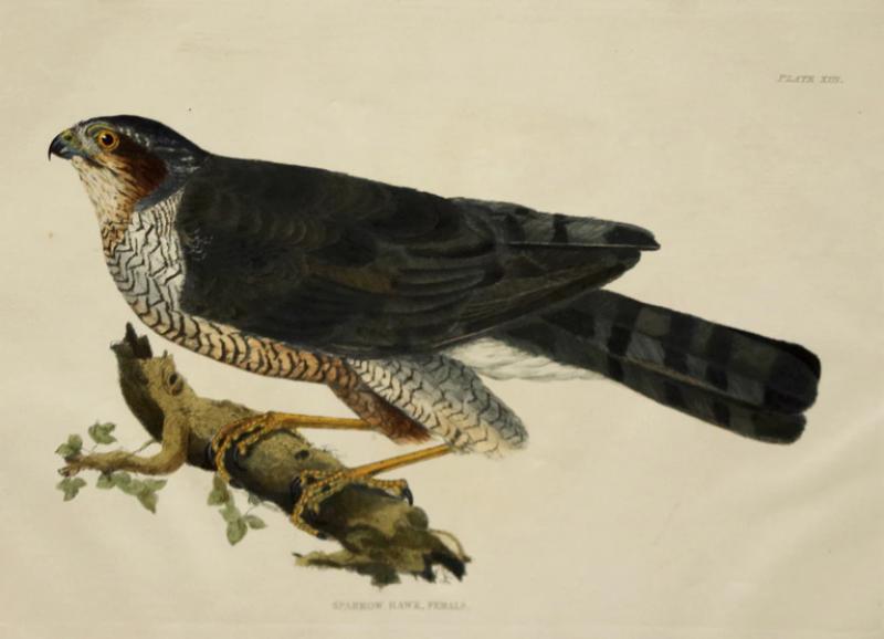  PRIDEAUX JOHN SELBY PRIDEAUX JOHN SELBY 1788 1867 SPARROW HAWK FEMALE PLT XIII
