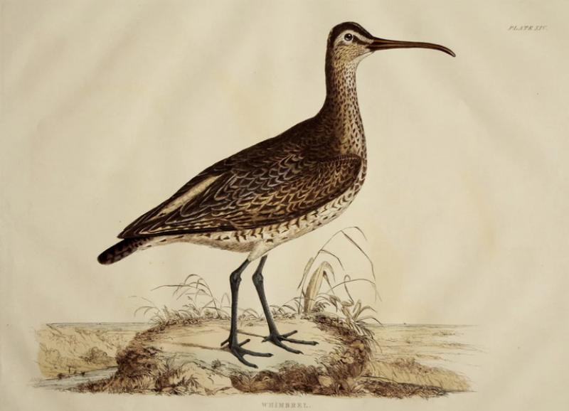  PRIDEAUX JOHN SELBY PRIDEAUX JOHN SELBY 1788 1867 WHIMBREL PLT XIV