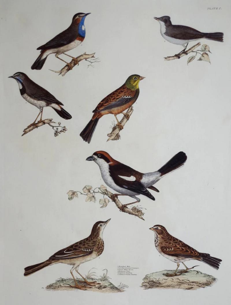  PRIDEAUX JOHN SELBY PRIDEAUX JOHN SELBY 1788 1867 WOODCHAT MALE BLUE BREASTED REDSTART 