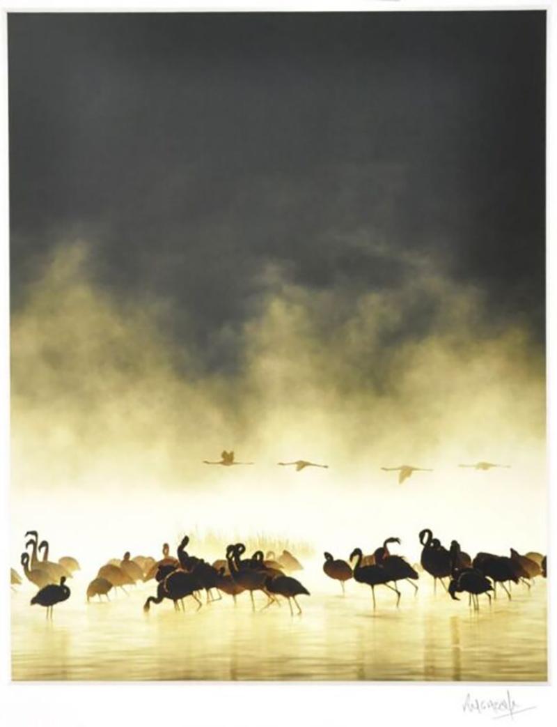  ROGER HOOPER Flamingoes at Sunrise Lake Nukuru Kenya by ROGER HOOPER