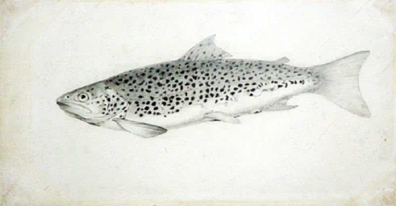  SIR WILLIAM JARDINE SIR WILLIAM JARDINE SCOTTISH 1800 1874 THE BRITISH SALMONIDAE
