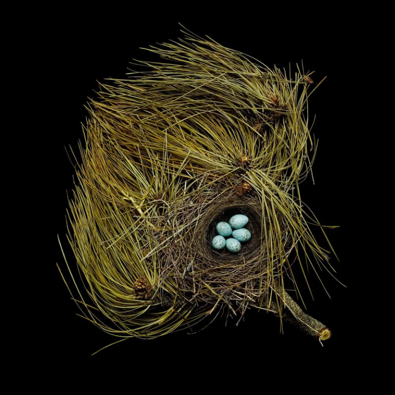  Sharron Beals Sharron Beals Photographic Lithograph Print of a Birds Nest Western Tanager