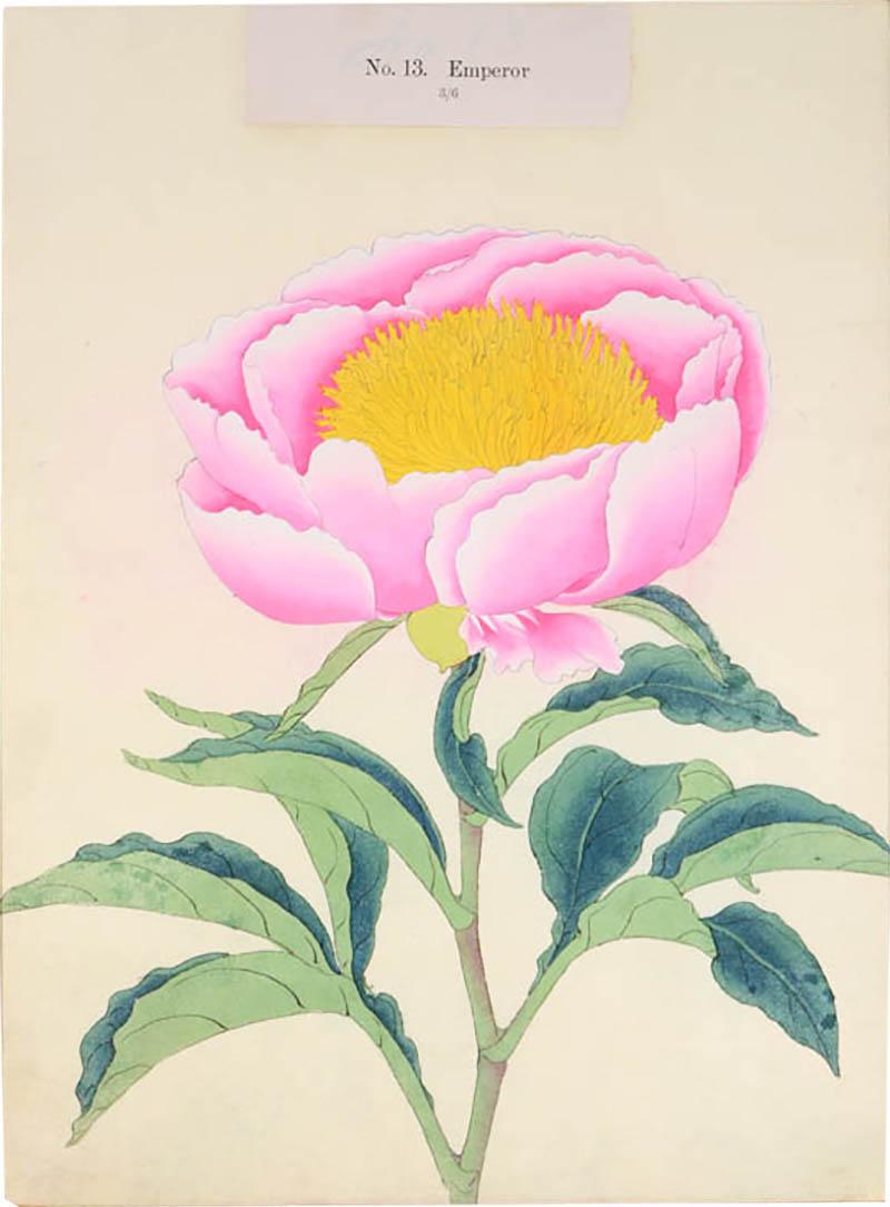  Yokohama Nursery Co Ltd Rare Hardy Japanese Peony
