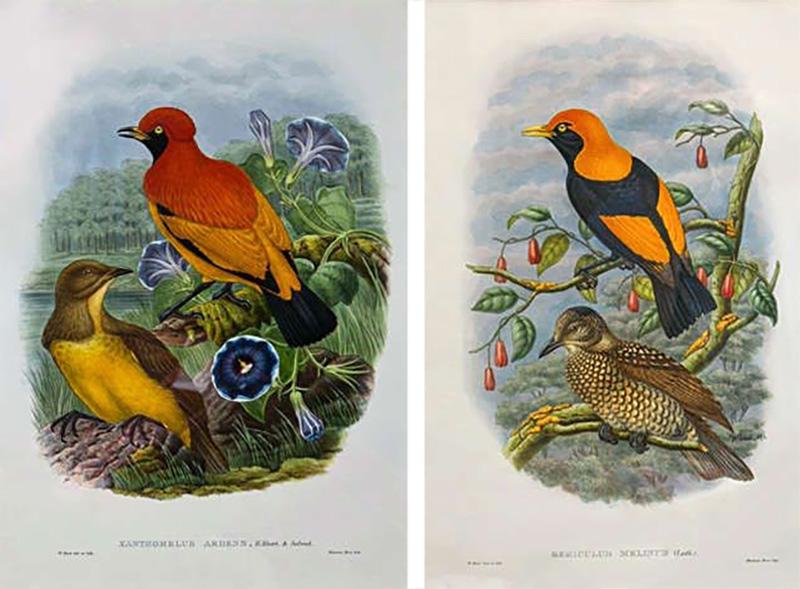 19Th Century Pair of Colored Lithographs Birds Custom Framed Signed and Dated