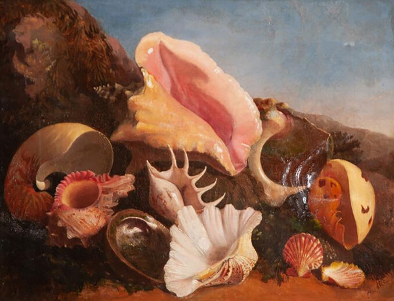 19th Century English Framed Painting of Seashells