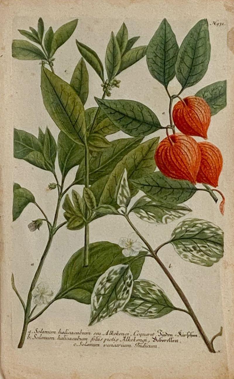 19th Century Hand Painted Botanical