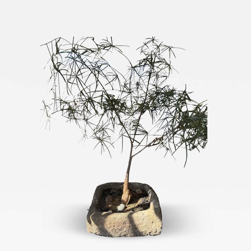 19th Century Limestone Planter