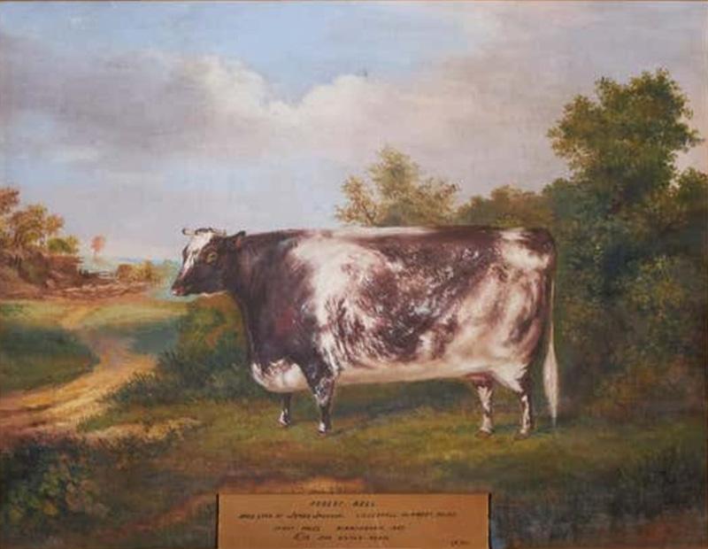 19th Century Portrait of a Prize Winning Cow in a Landscape Scene Forest Bel