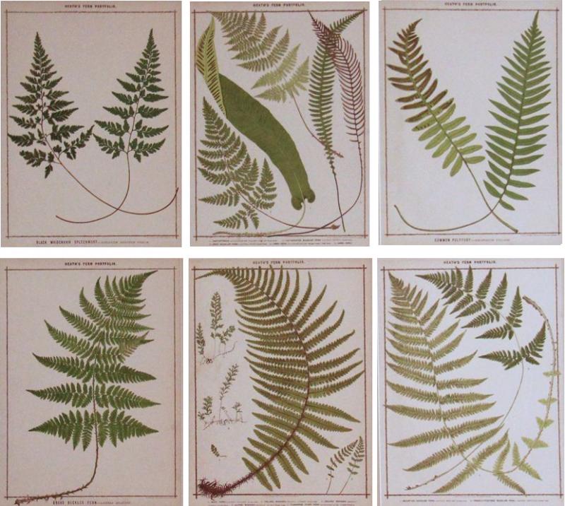 19th c Collection of Six Framed English Fern Chromolithographs