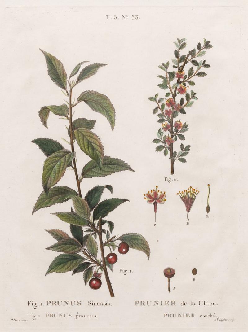 19th c French Framed Copper Plate Botanical Engraving on Laid Paper