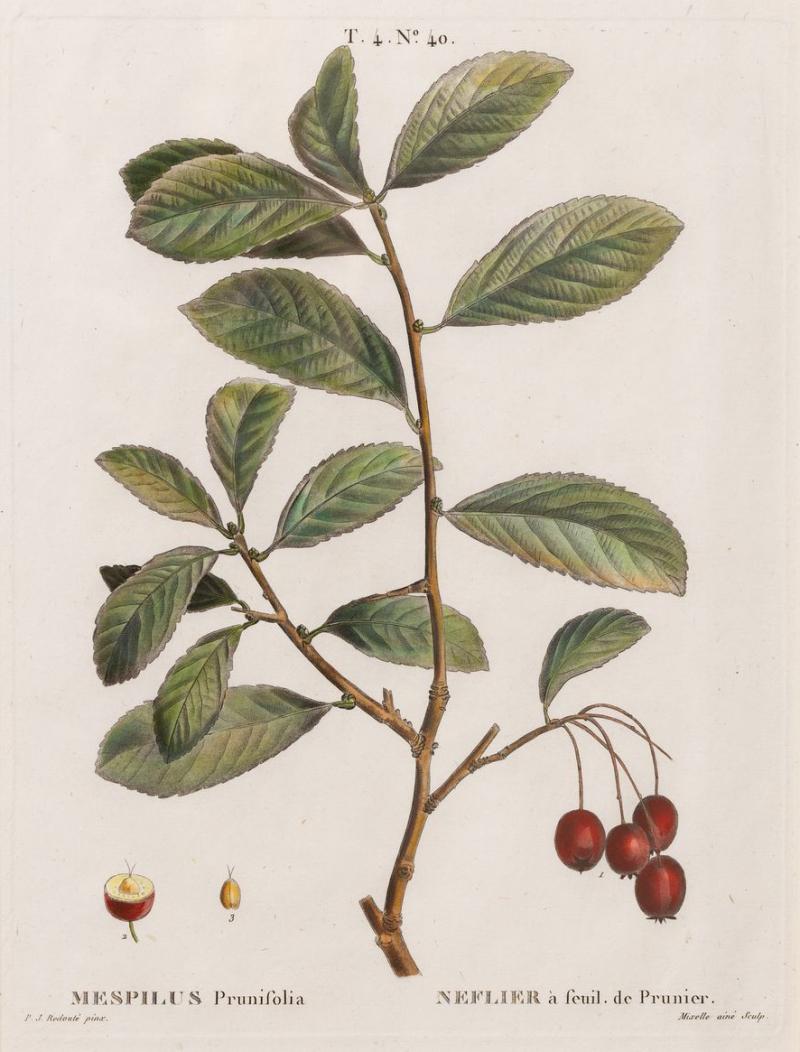 19th c French Framed Copper Plate Botanical Engraving on Laid Paper