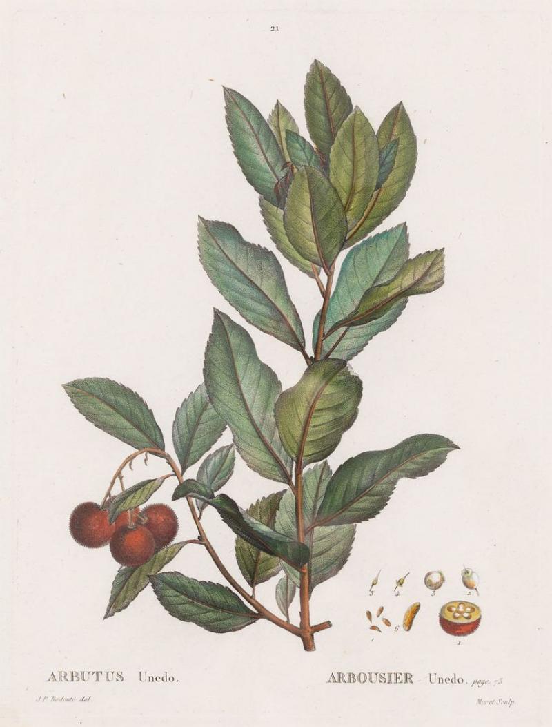 19th c French Framed Copper Plate Botanical Engraving on Laid Paper