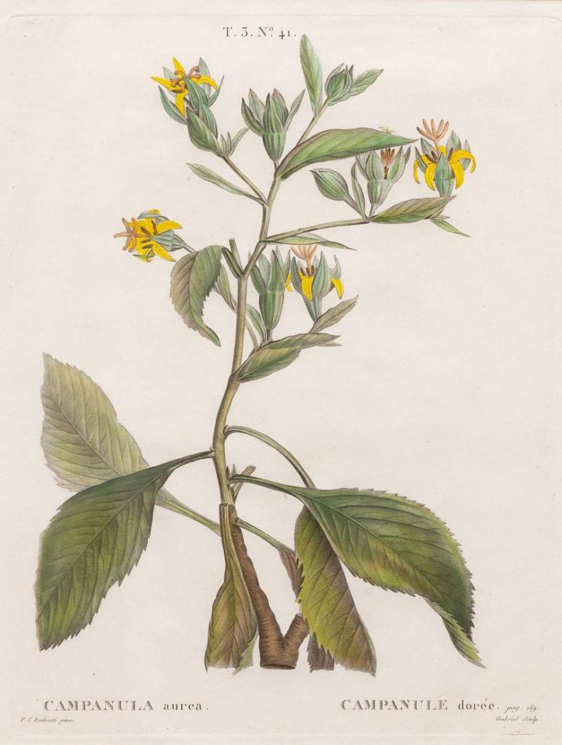 19th c French Framed Copper Plate Botanical Engraving on Laid Paper