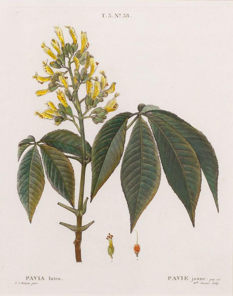 19th c French Framed Copper Plate Botanical Engraving on Laid Paper