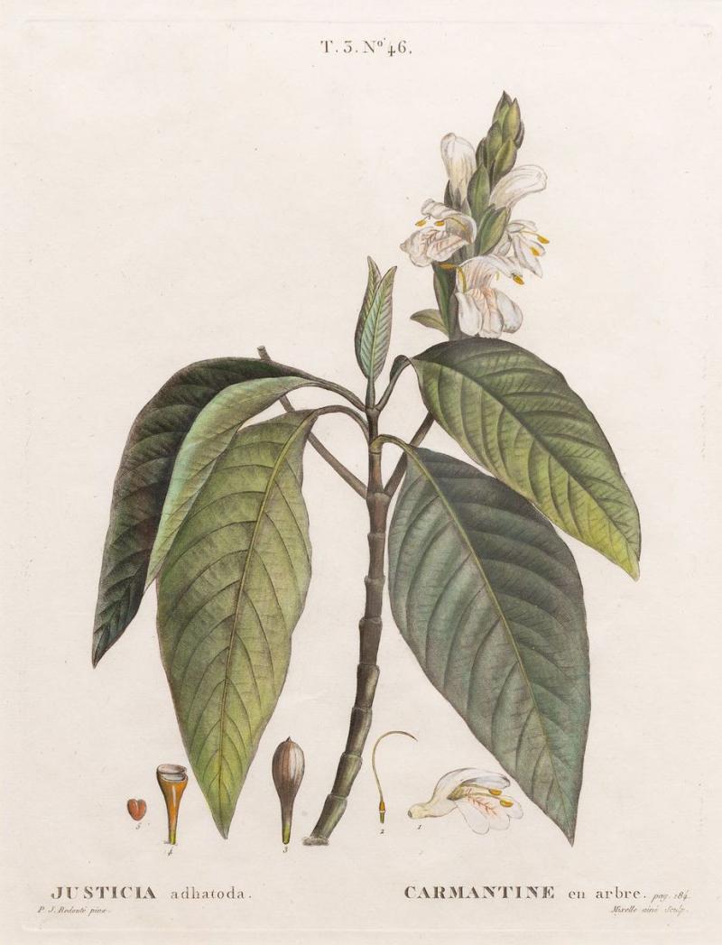 19th c French Framed Copper Plate Botanical Engraving on Laid Paper