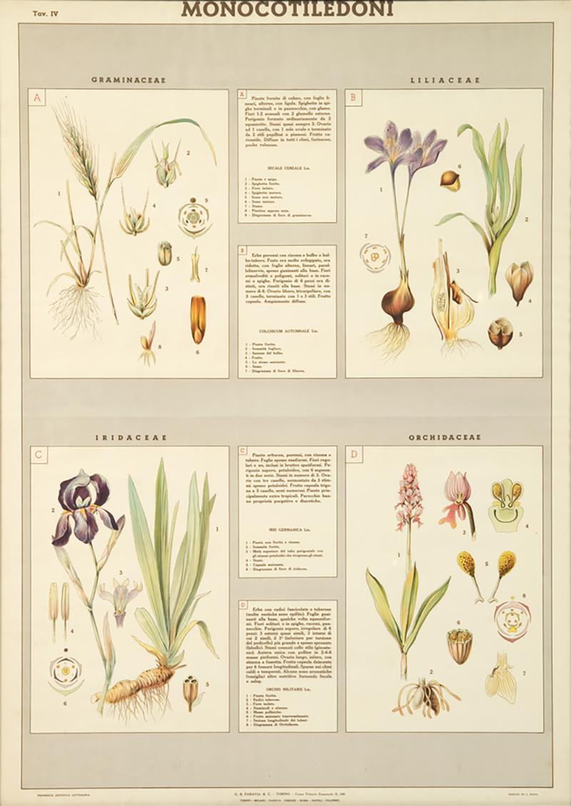 2105 Italian Flora And Fauna Prints