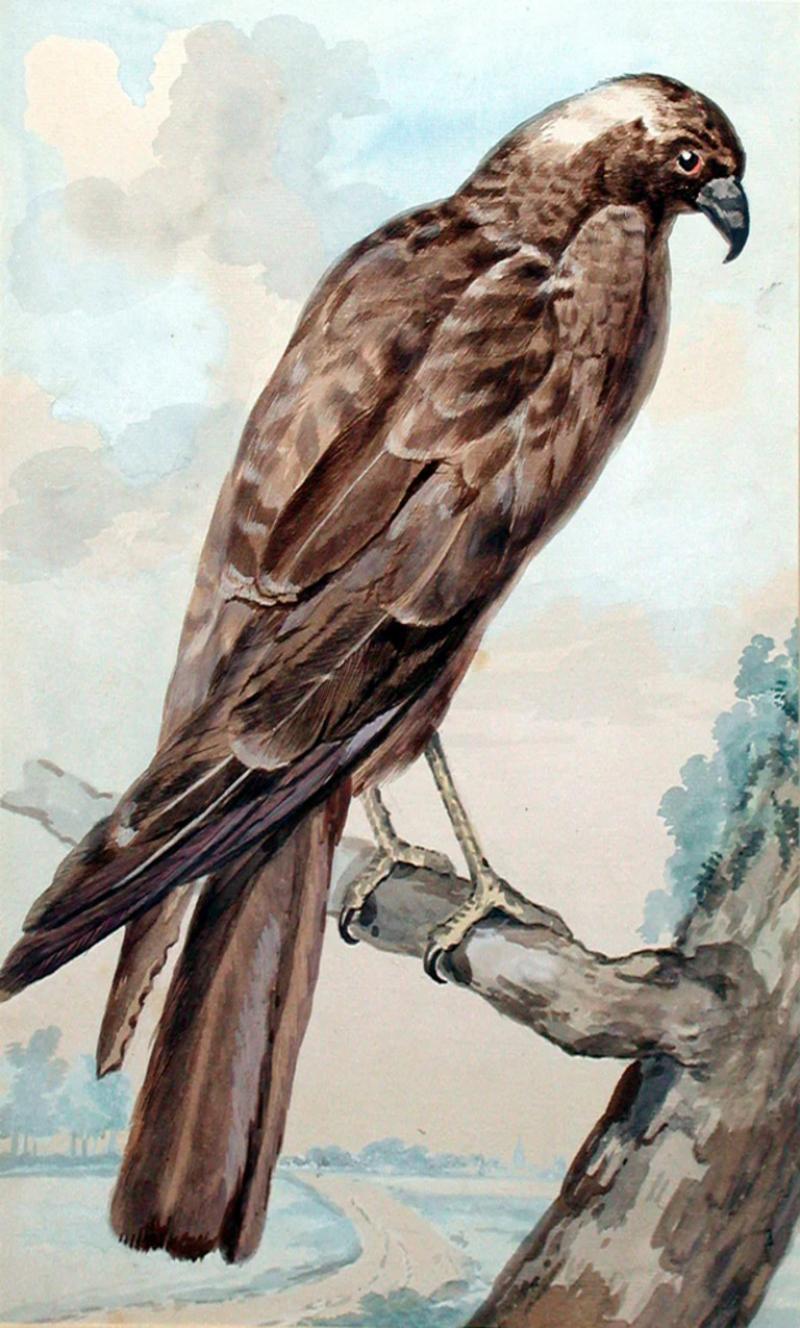 Abraham Meertens ABRAHAM MEERTENS DUTCH 1747 1823 A HAWK OR HARRIER