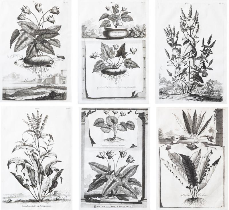 Abraham Munting SET OF 6 BLACK AND WHITE BOTANICAL PRINTS BY ABRAHAM MUNTING 1626 1683 