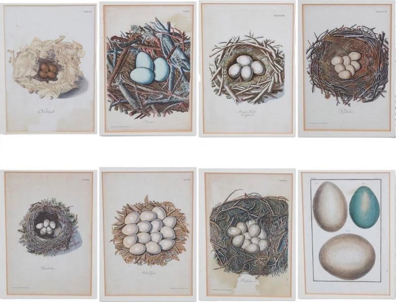 Adam Ludwig Wirsing Set of 8 Antique 18th 19th C Oological Engraving Prints of Eggs Nests