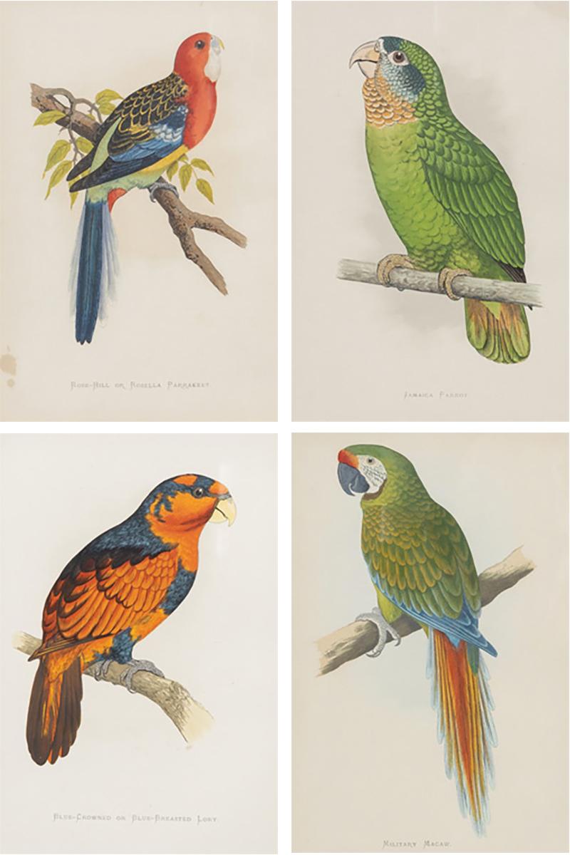 Alexander Francis Lydon Parrot Engravings by Alexander Francis Lydon Set of Four