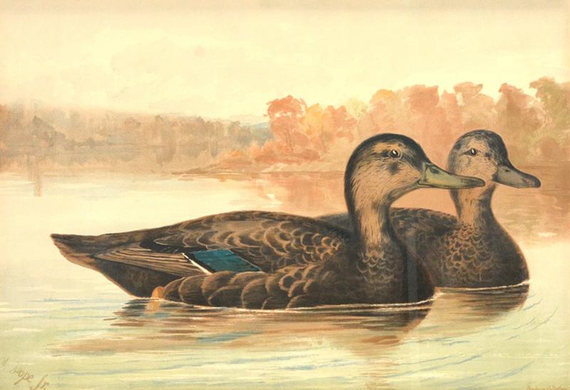 Alexander Pope Jr 1849 1924 Pair of Ducks 