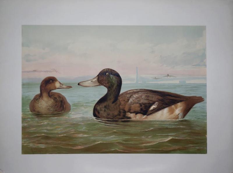 Alexander Pope Jr ALEXANDER POPE JR 1849 1924 GREATER SCAUP DUCK