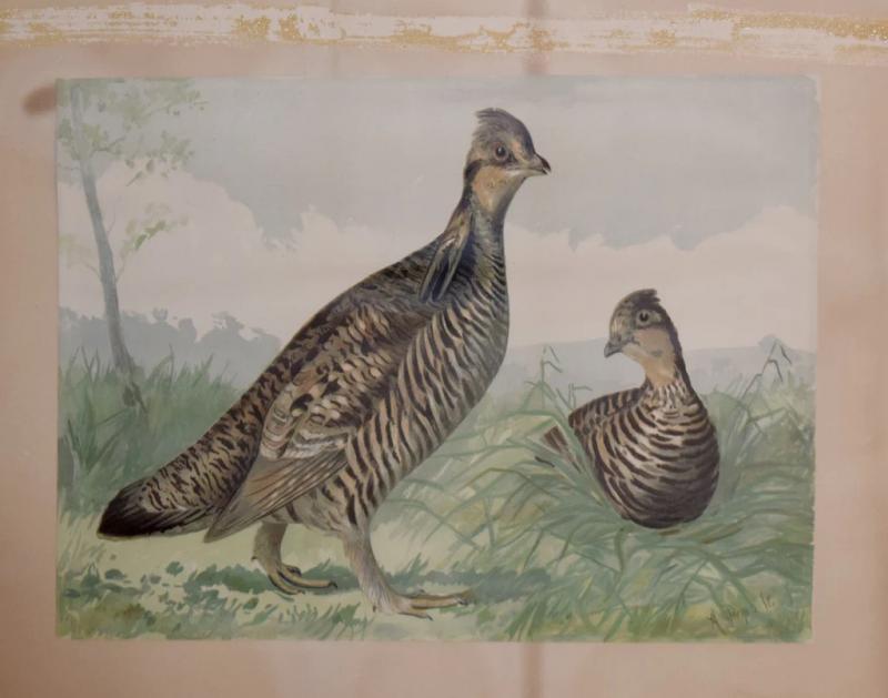 Alexander Pope Jr ALEXANDER POPE JR 1849 1924 TWO QUAIL