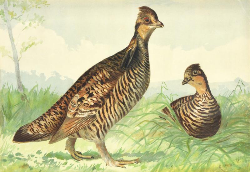 Alexander Pope Jr Game Birds 