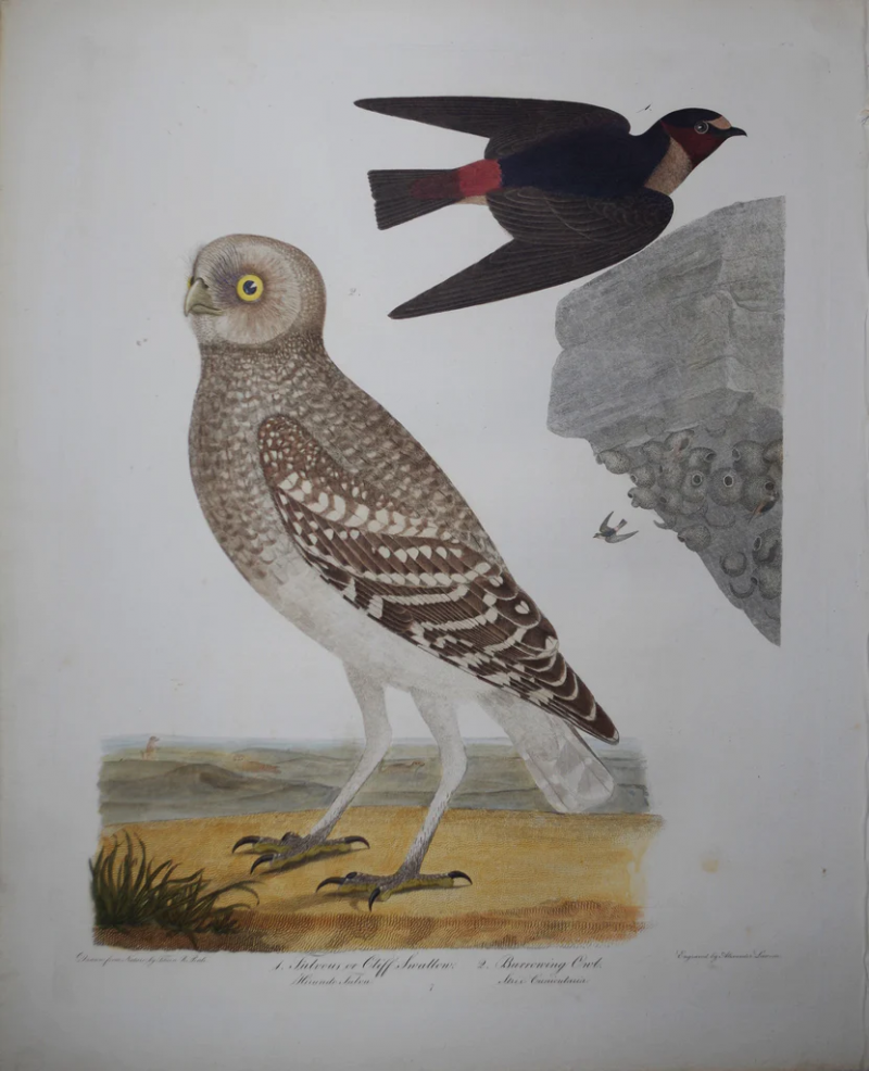 Alexander Wilson ALEXANDER WILSON 1766 1813 FULVOUS OR CLIFF SWALLOW