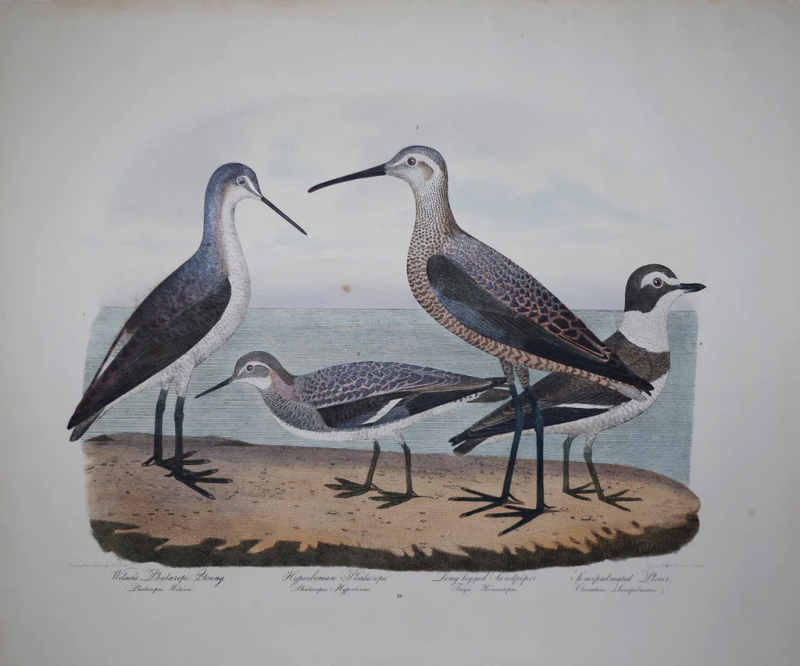 Alexander Wilson ALEXANDER WILSON 1766 1813 WILSONS PHALAROPE YOUNG