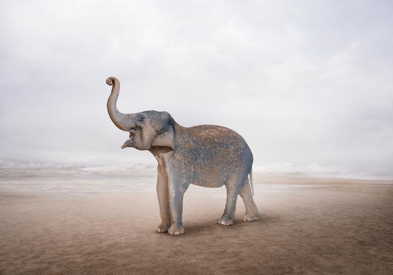 Alice Zilberberg Earth Elephant