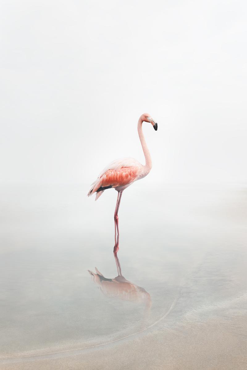 Alice Zilberberg For Now Flamingo