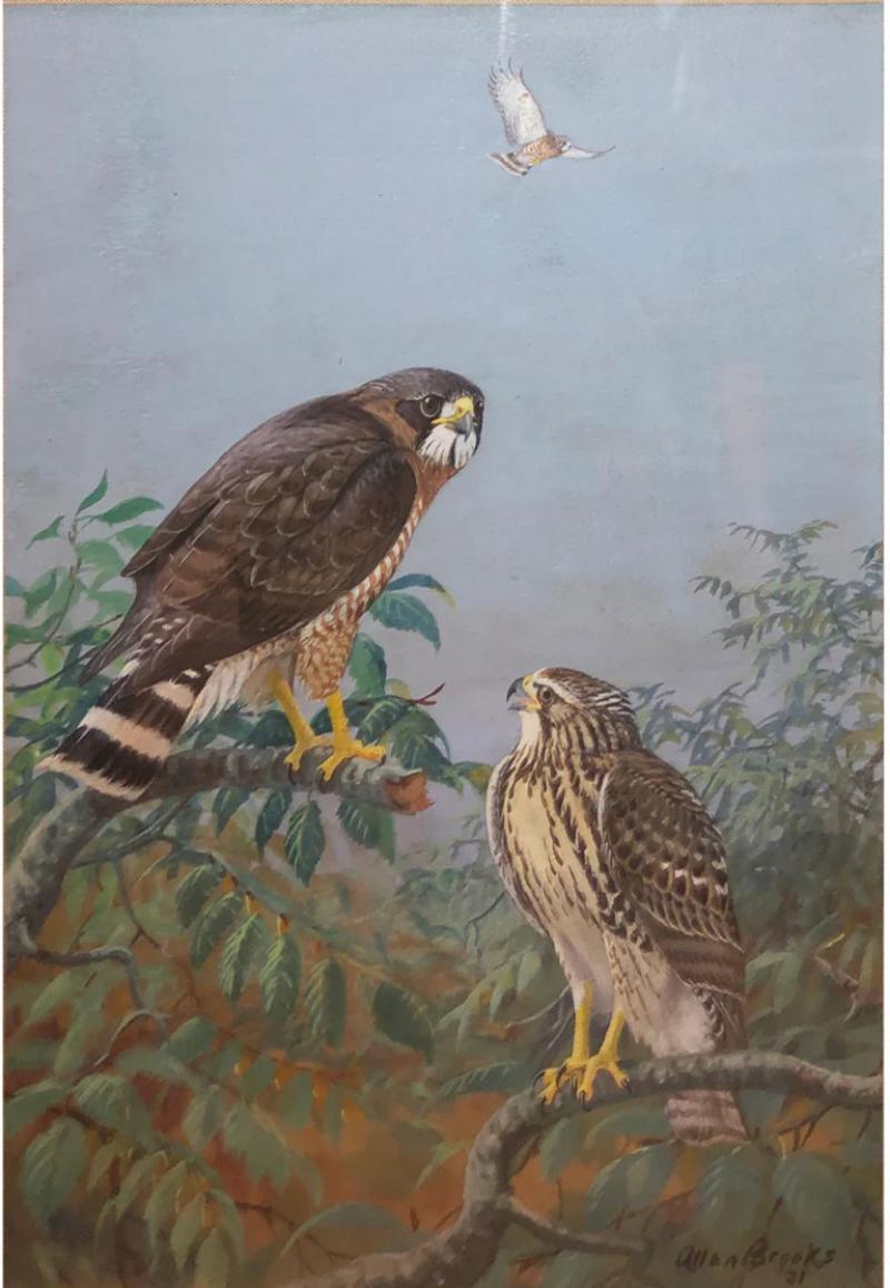 Allan Brooks ALLAN BROOKS AMERICAN 1869 1945 FALCONS