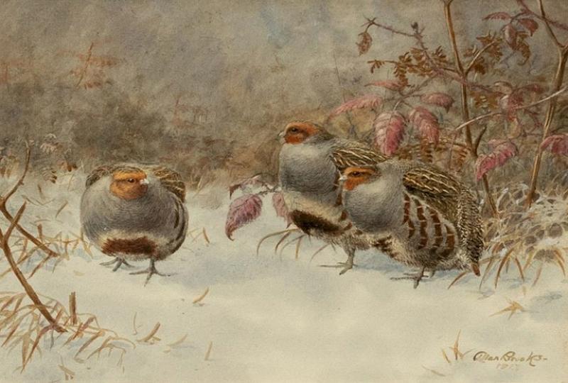 Allan Brooks ALLAN BROOKS AMERICAN 1869 1945 PARTRIDGES IN SNOW