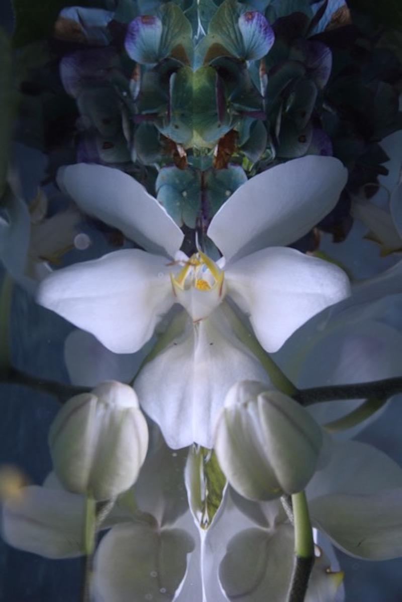 Andrea Bonfils Submerged Garden 0024