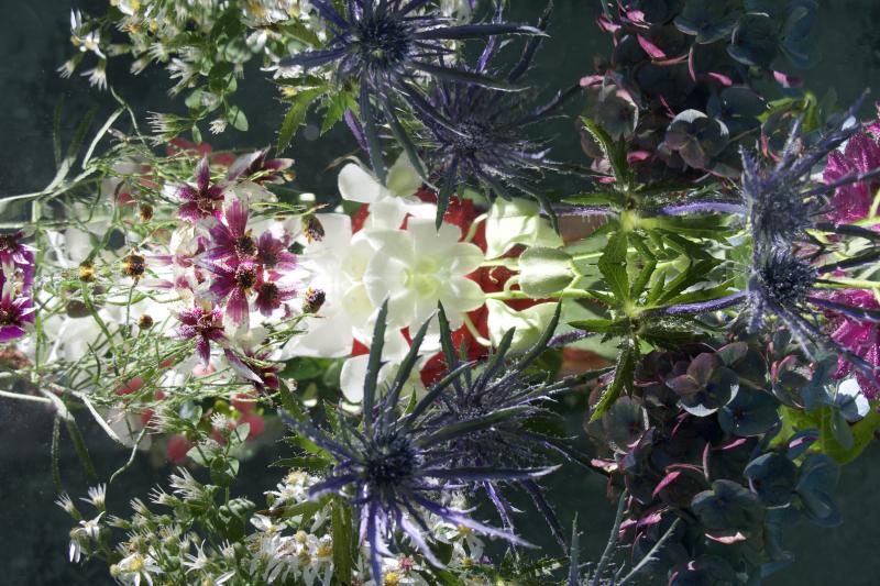 Andrea Bonfils Submerged Garden 0292
