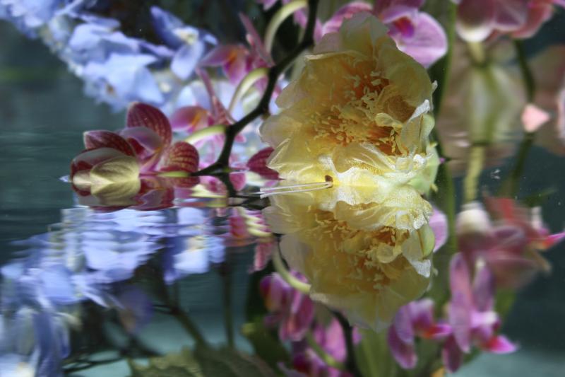 Andrea Bonfils Submerged Garden 5266