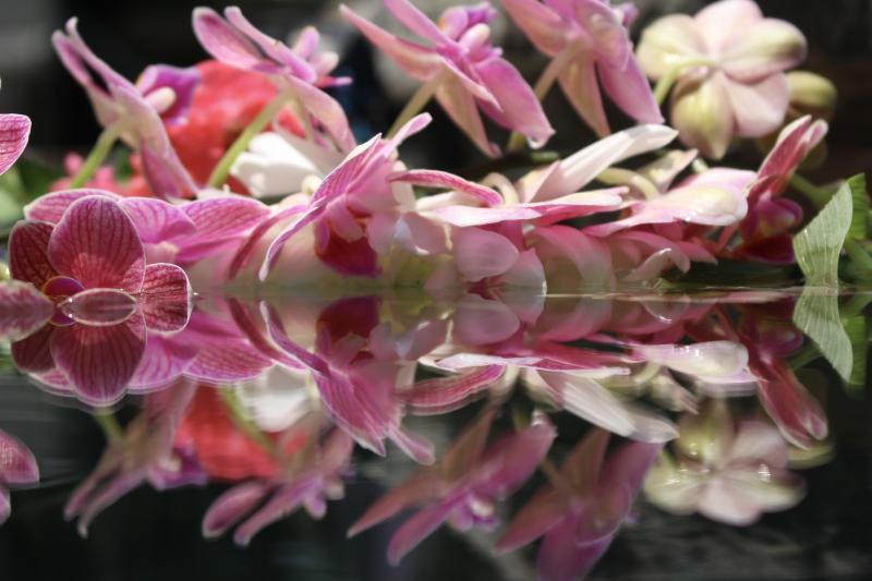 Andrea Bonfils Submerged Garden 5518