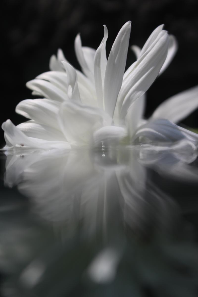 Andrea Bonfils Submerged Garden 5546