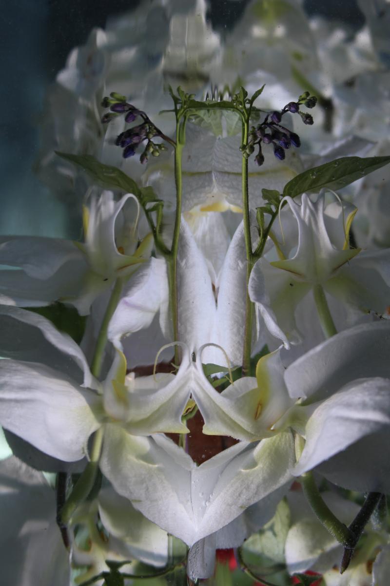 Andrea Bonfils Submerged Garden 5967