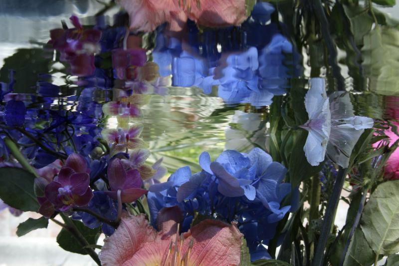 Andrea Bonfils Submerged Garden 6538