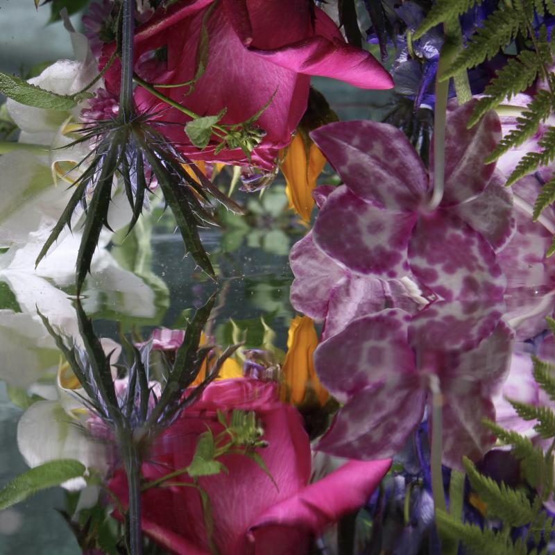 Andrea Bonfils Submerged Garden 6637