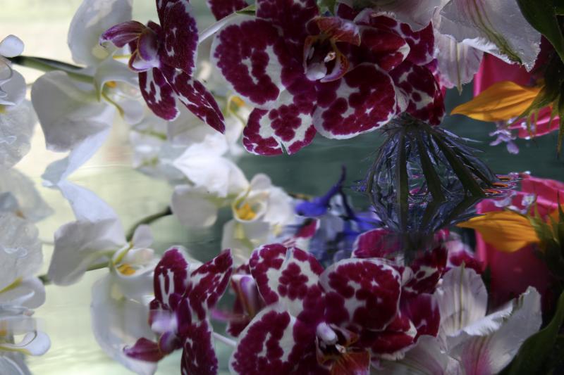 Andrea Bonfils Submerged Garden 6679