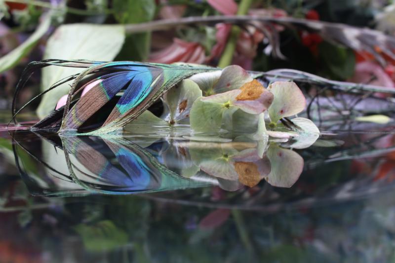 Andrea Bonfils Submerged Garden 7226