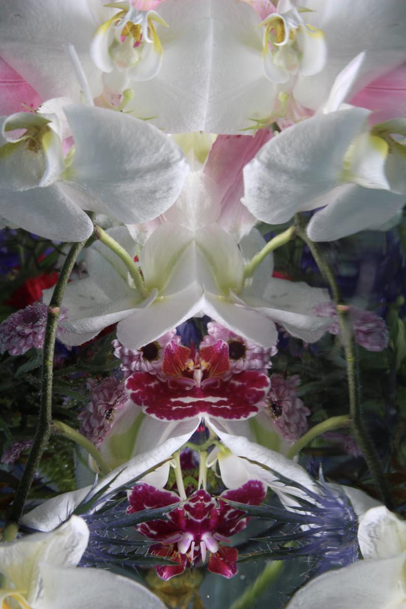 Andrea Bonfils Submerged Garden 7786